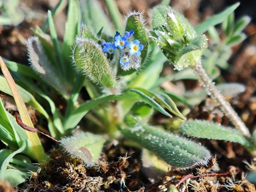 Early Forget-Me-Not (Myosotis ramosissima)