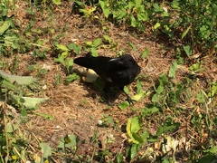 Corvus brachyrhynchos caurinus