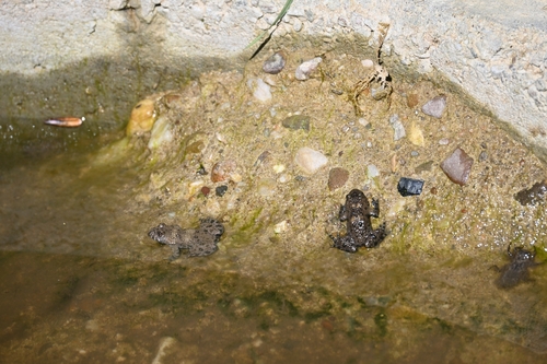 Yellow-bellied Toad, photo 8 of 10