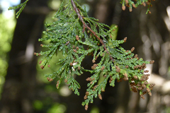 Austrocedrus chilensis