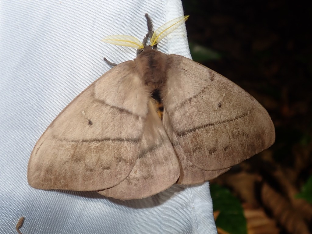 Periphoba arcaei