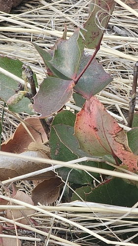 creeping mahonia (Berberis repens)