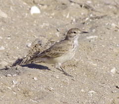 Geositta cunicularia
