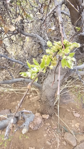 Bebb Willow (Salix bebbiana)