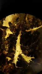 Heterodermia leucomelos