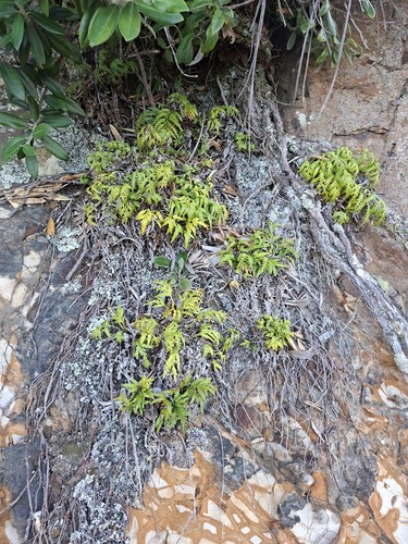 Hauraki Gulf Spleenwort (Asplenium haurakiense)