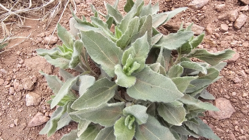 Little Sunflower (Helianthus pumilus)