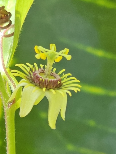 Corkystem Passionflower (Passiflora suberosa)