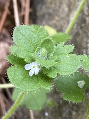 Veronica hederifolia-sublobata-triloba