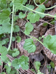 Veronica hederifolia-sublobata-triloba
