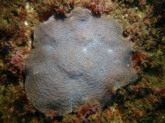 Coscinaraea mcneilli