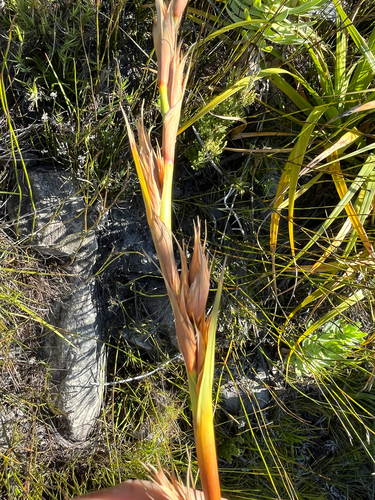 Triangular Tetrar (Tetraria triangularis)