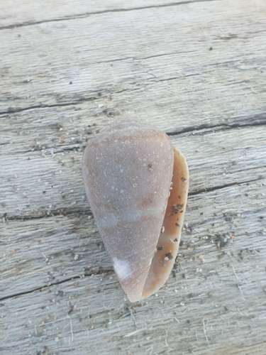 Conus ventricosus