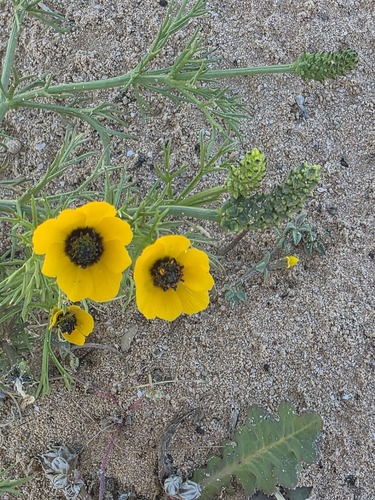 Adonis dentata