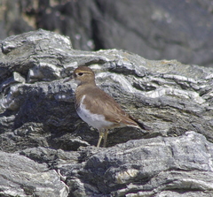 Charadrius modestus