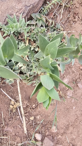Balkan toadflax (Linaria dalmatica)