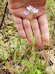 Nemophila phacelioides