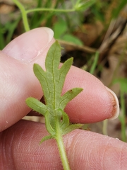 Nemophila phacelioides