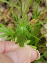 Nemophila phacelioides