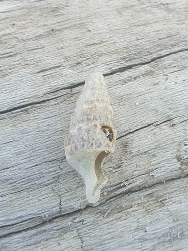 Thericium vulgatum
