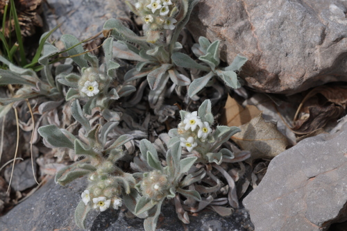 new york mountains cryptantha (Oreocarya tumulosa)