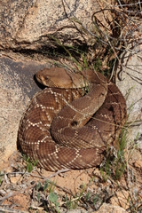 Crotalus ruber ruber