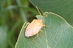 Agapophyta bipunctata