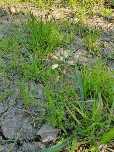 Roman Squill (Bellevalia romana)