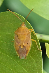 Agapophyta bipunctata