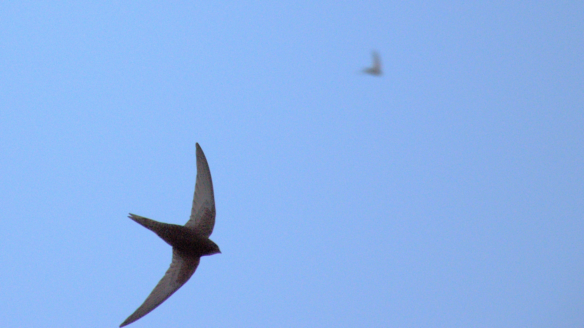 Apus apus (Linnaeus, 1758)