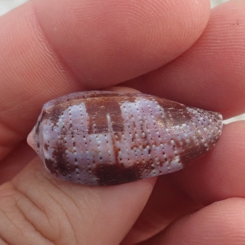 Conus tulipa observed 2026-03-27