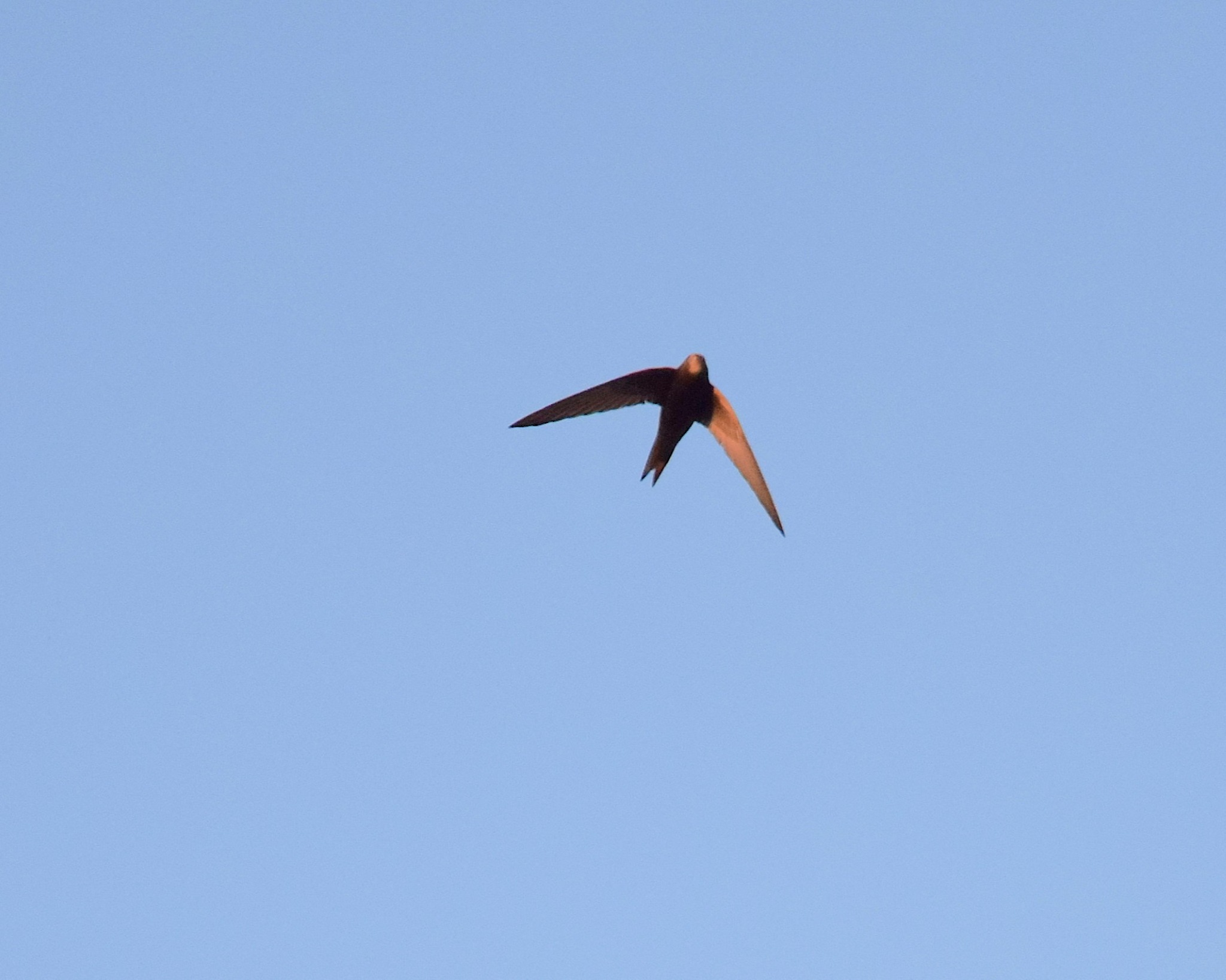 Apus apus (Linnaeus, 1758)