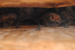 Nyctinomops laticaudatus