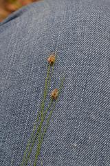 Eleocharis lanceolata