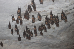 Chilonatalus tumidifrons