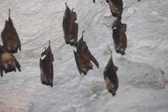 Chilonatalus tumidifrons