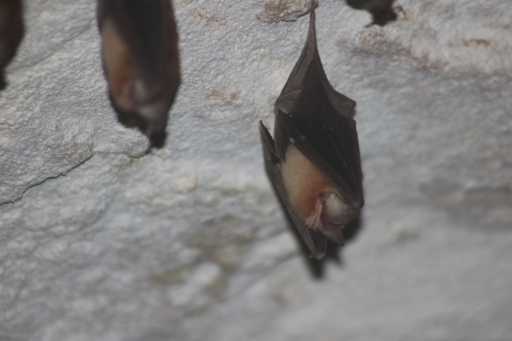 Bahamian Lesser Funnel-Eared Bat
