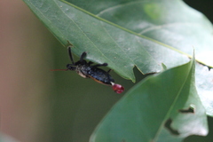 Apiomerus vexillarius