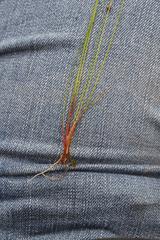 Eleocharis lanceolata