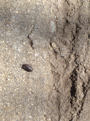 Armadillidium vulgare