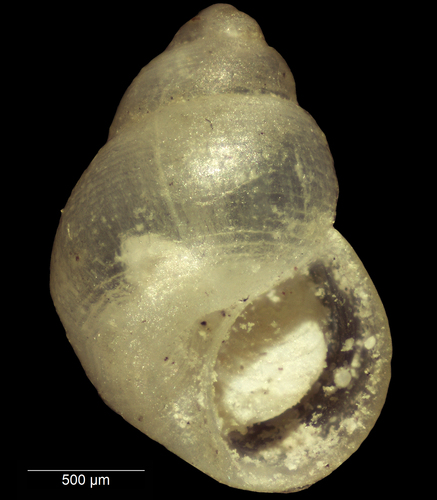 Elachisina
