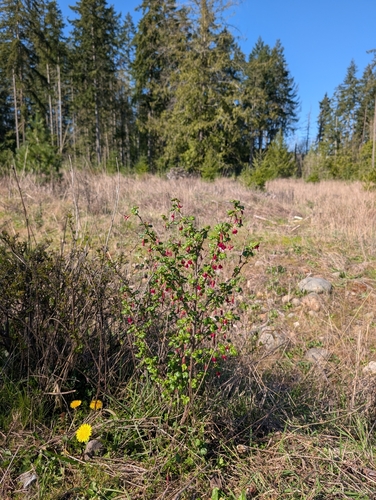 gummy gooseberry (Ribes lobbii)