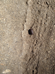 Armadillidium vulgare