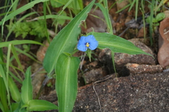 Commelina ensifolia
