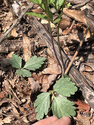 Slender toothwort (Cardamine angustata)