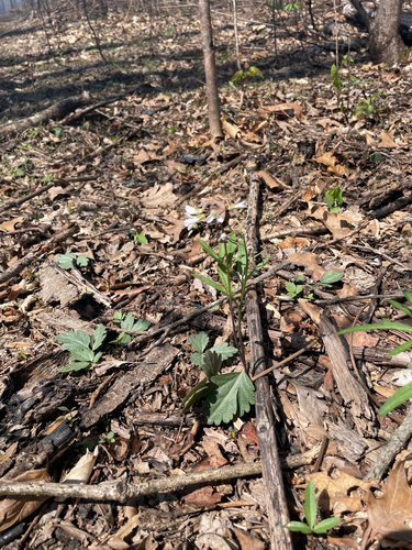 Cardamine angustata, photograph 4