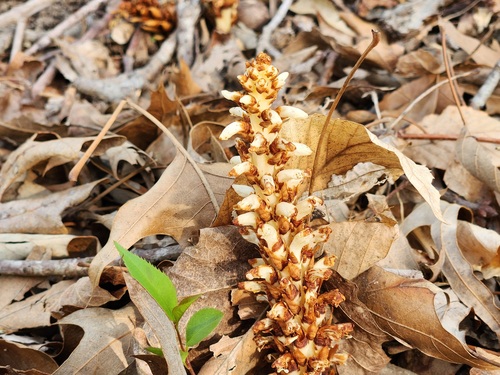 American cancer-root (Conopholis americana)