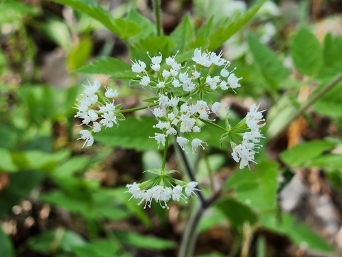 aniseroot (Osmorhiza longistylis)