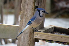 Cyanocitta cristata image