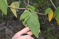 Helicteres jamaicensis